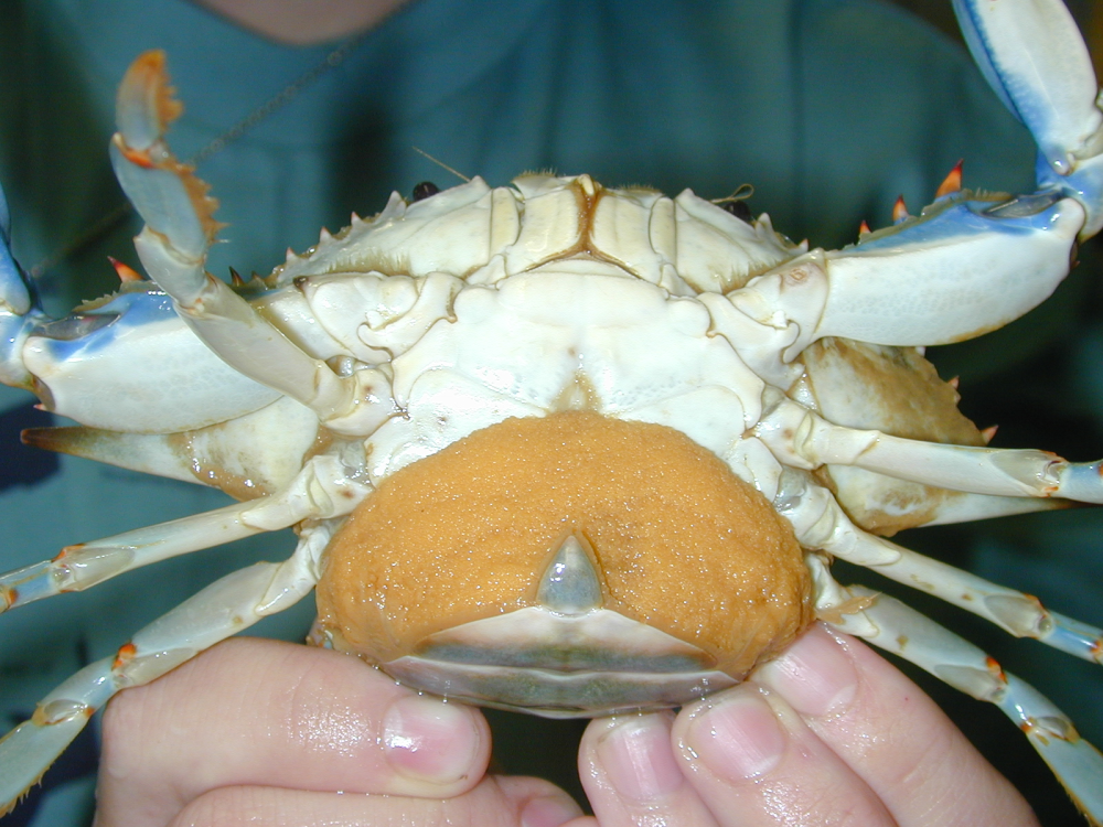 A female blue crab, Callinectes sapidus, with an orange egg sponge. Blue crab sponges can contain over 2 million microscopic eggs. A female blue crab, Callinectes sapidus, with an orange egg sponge. Blue crab sponges can contain over 2 million microscopic eggs.